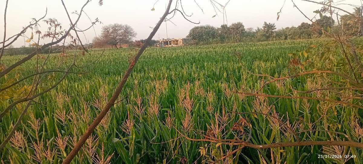 સાયલેજ બનાવાની મકાઈ🌽 વેચવા ની