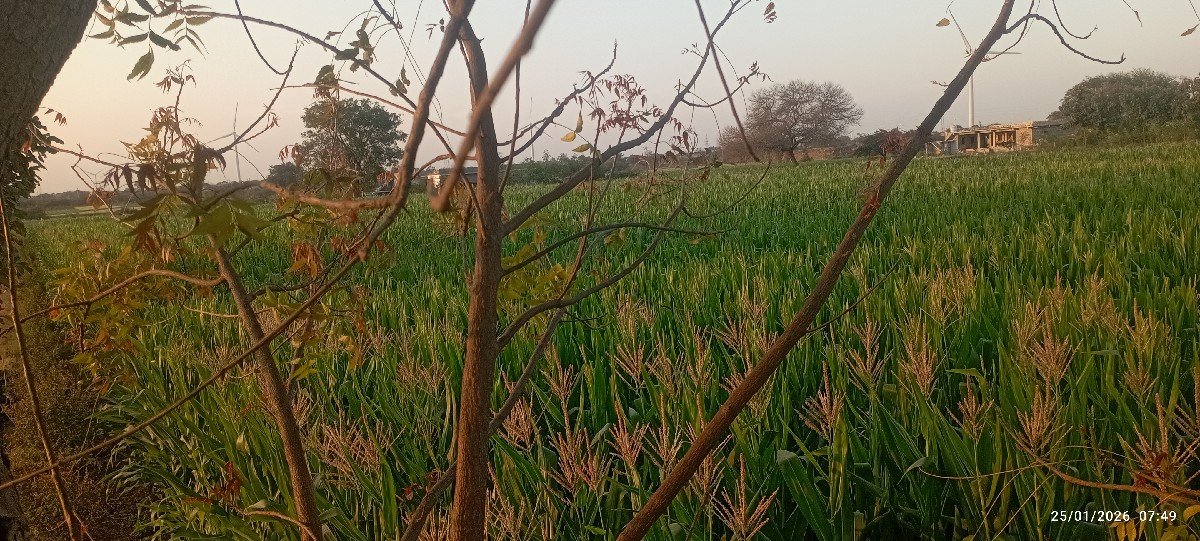 સાયલેજ બનાવાની મકાઈ🌽 વેચવા ની