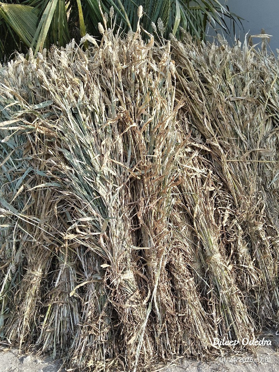 જુવાર ( છાર )