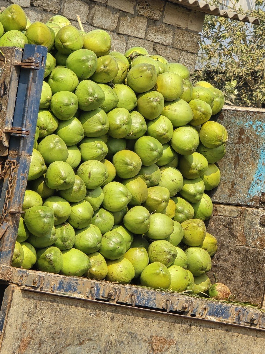 નારયેલ (Coconut)