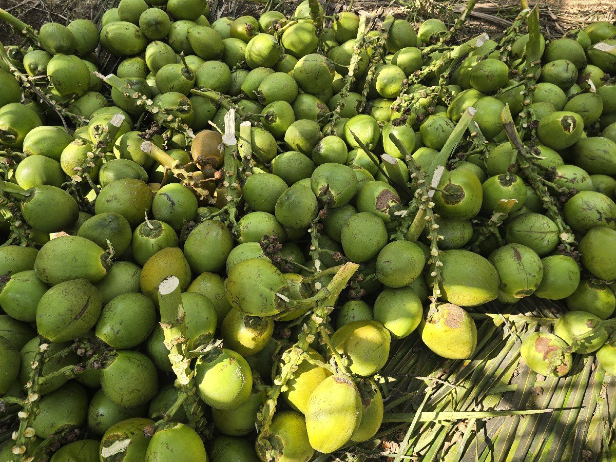 નારયેલ (Coconut)