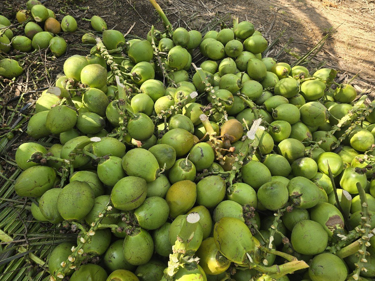 નારયેલ (Coconut)