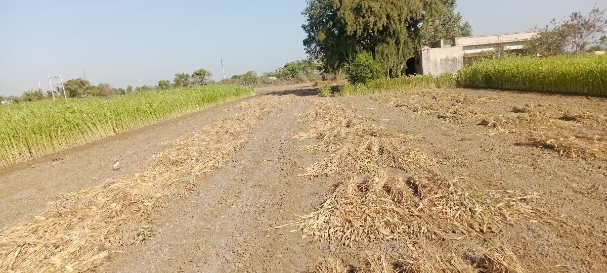juvar