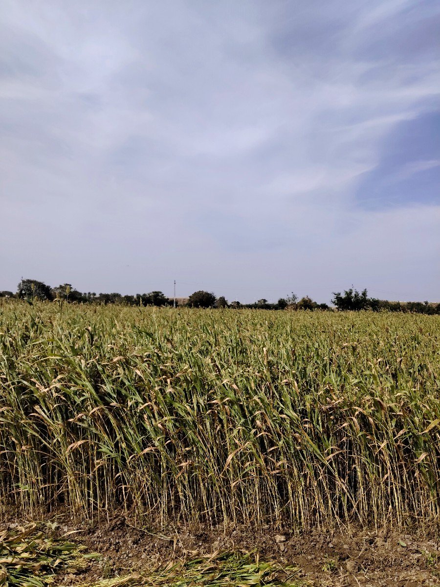 જુવાર વેચવાની  છે .