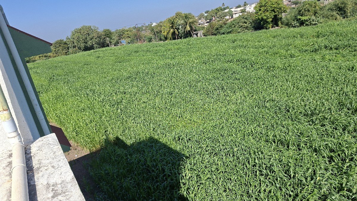 જુવારની લીલુ વેચવાનુ છે