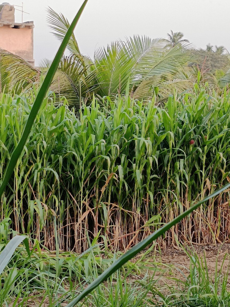 દેશી મકાઈ નો સારો વેચવા નો છે