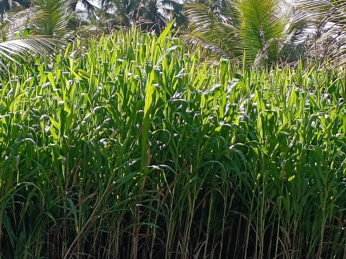 દેશી મકાઈ નો સારો વેચવા નો છે