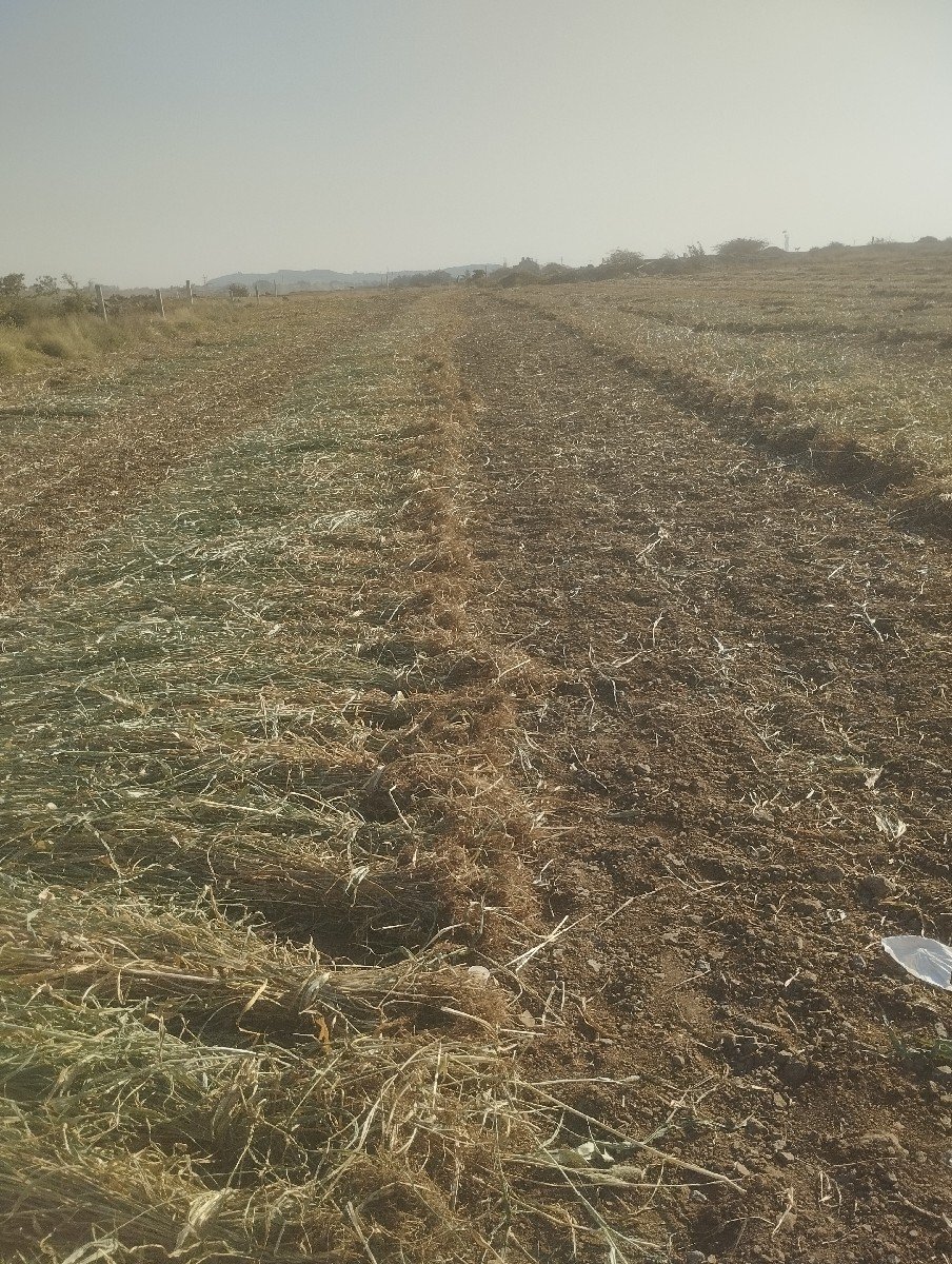 જુવાર