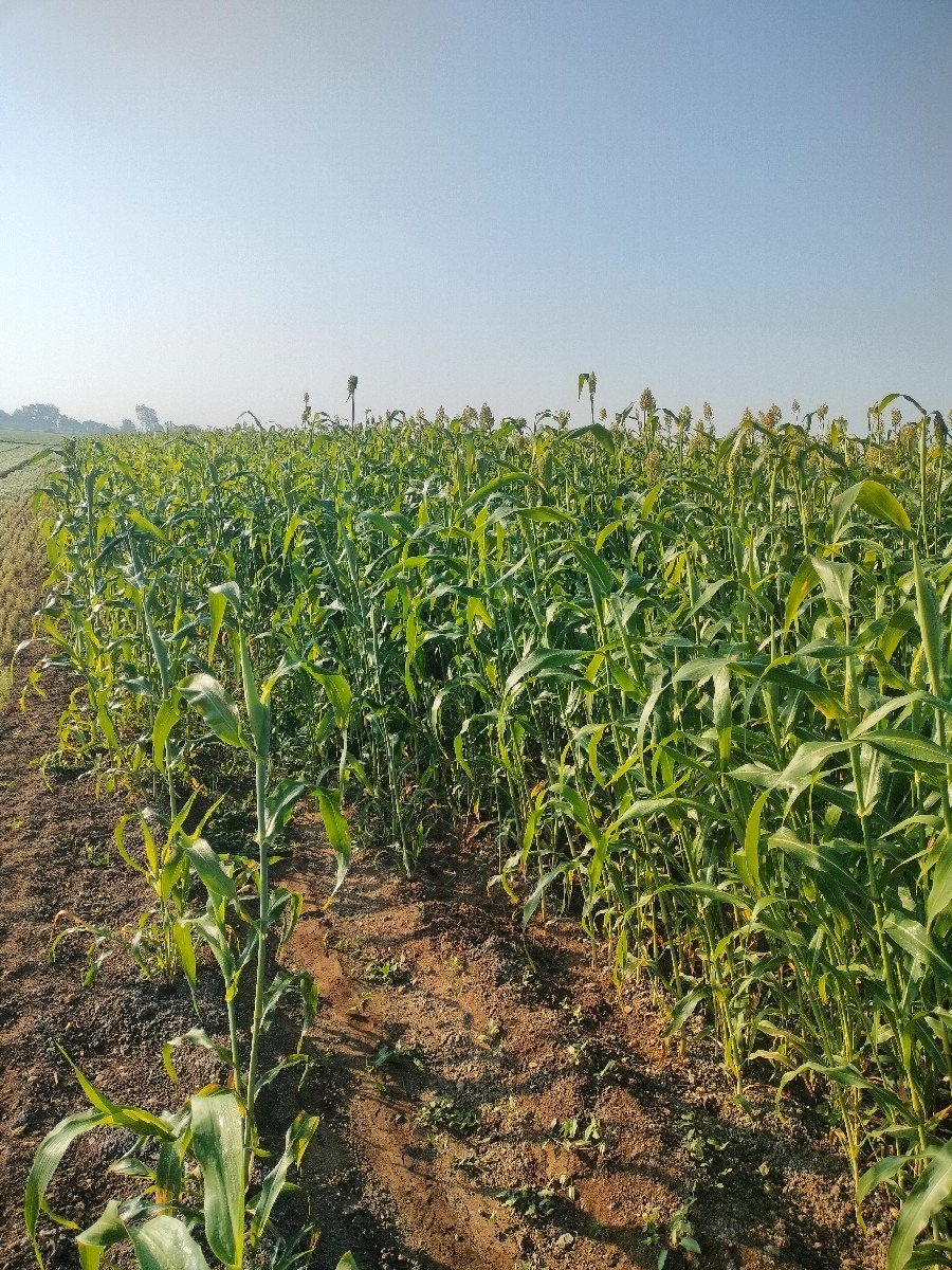 , જુવાર લીલી વેચવાની છે