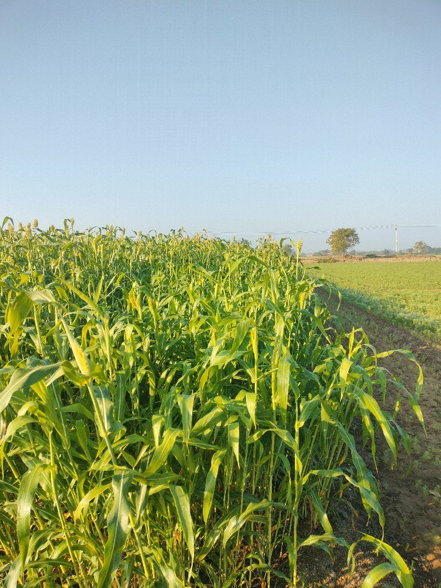 , જુવાર લીલી વેચવાની છે