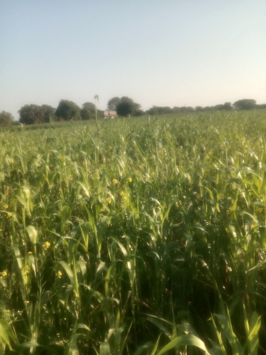 ઉભી જુવાર વેચવા ની છે