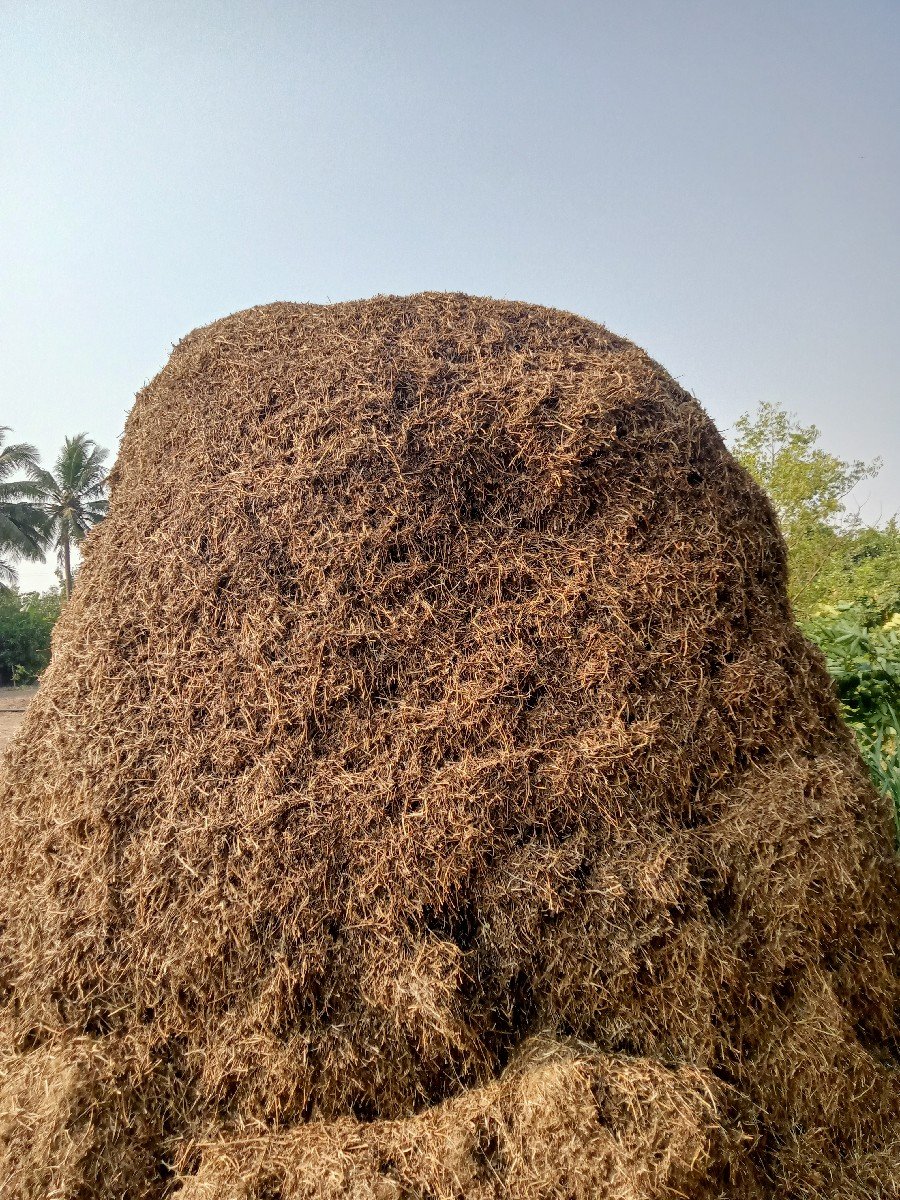 10 વિઘા નો માંડવી નો પાલો