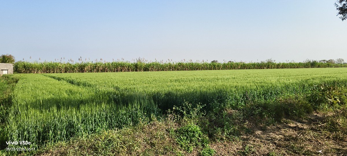 ghash chara  માં સેરડી આપવા