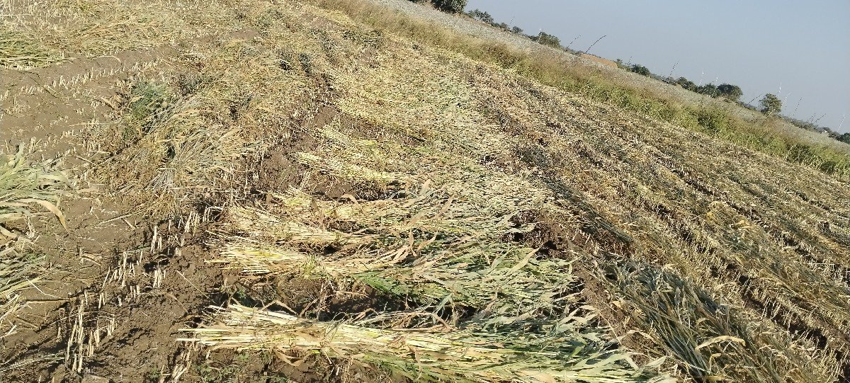 જુવાર ની નીરણ વેચવાની છે