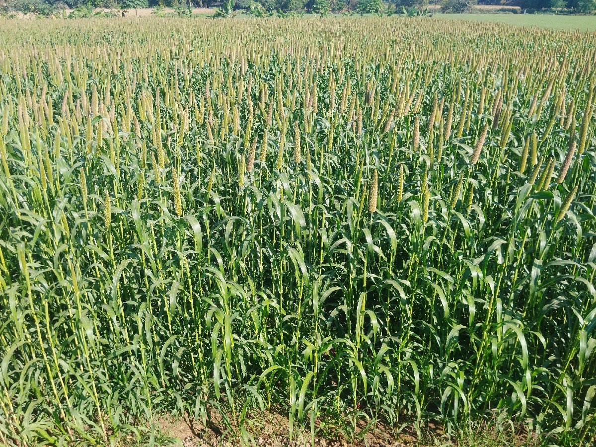 બાજરા નો સુકેલ ચારો