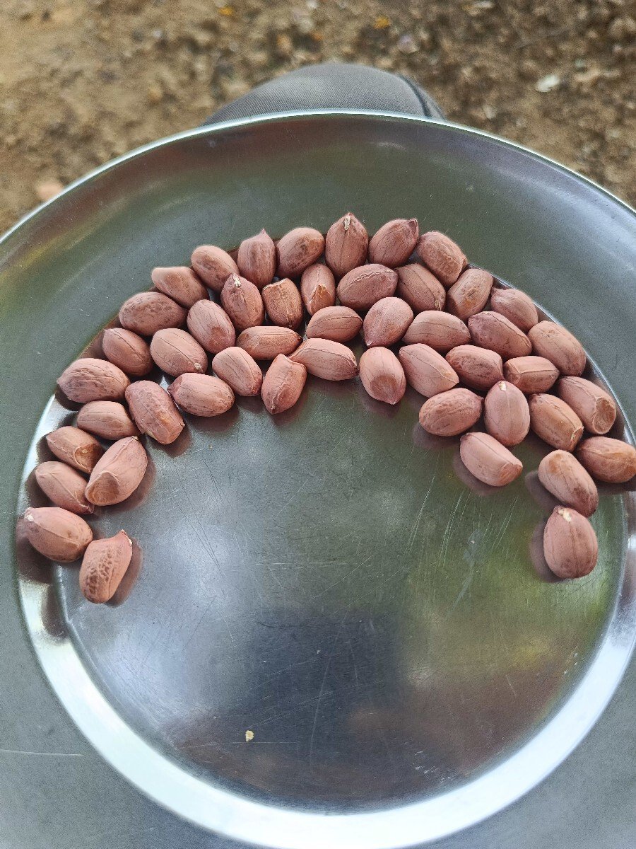 મગફળી
