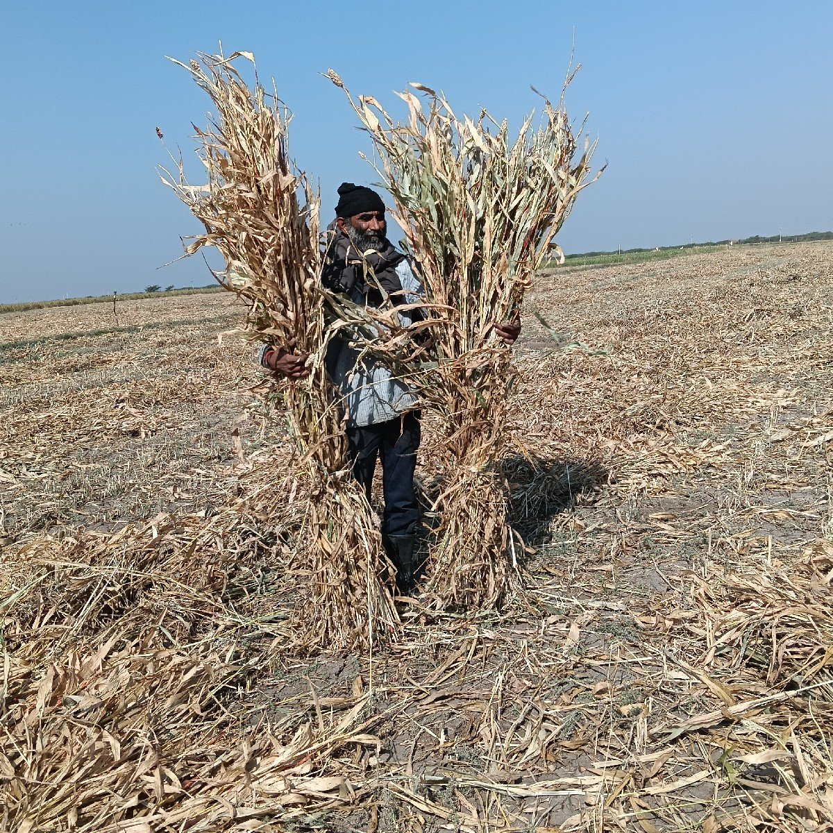 નીરણ વેચવાની છે જુવાર ની