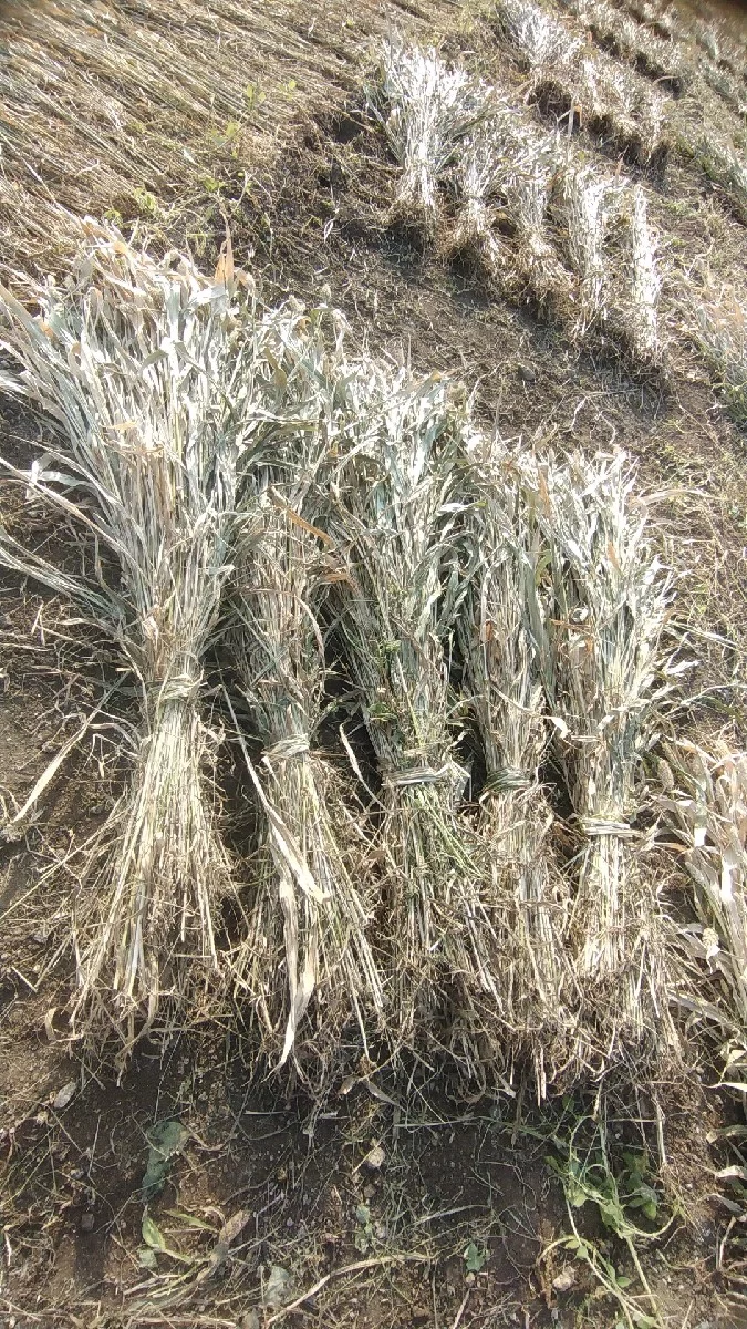 જુવાર ના પુરા વેચવાના છે