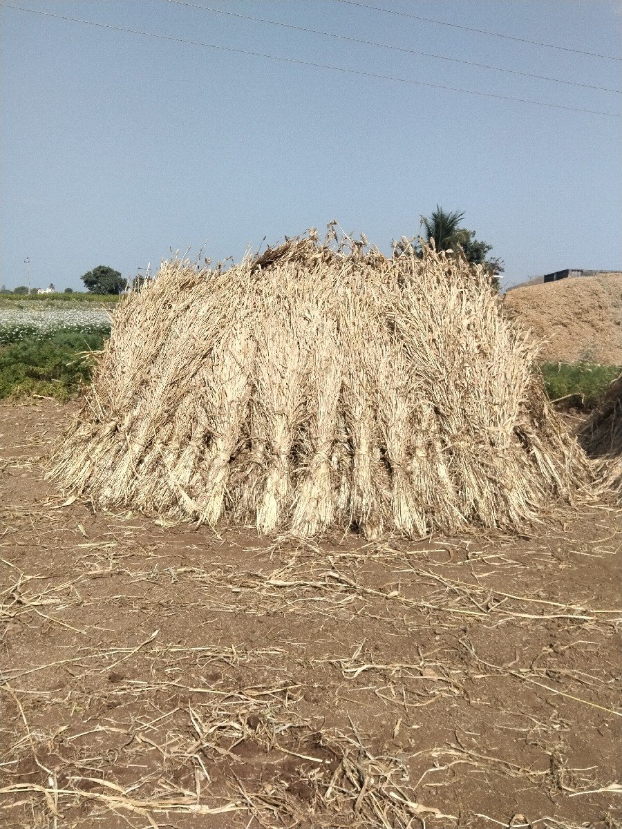 જુવારનો ચારો વેચવાનો છે