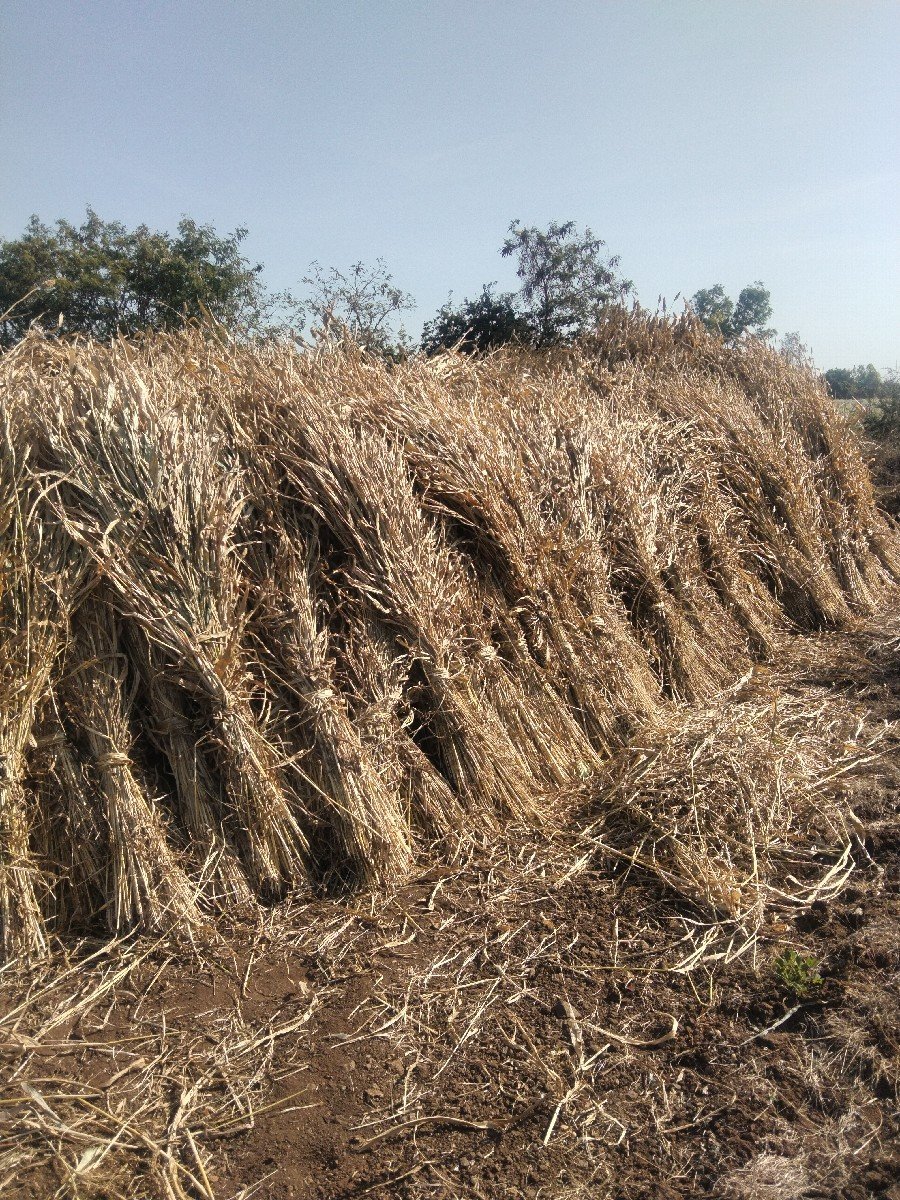 જુવારનો ચારો વેચવાનો છે