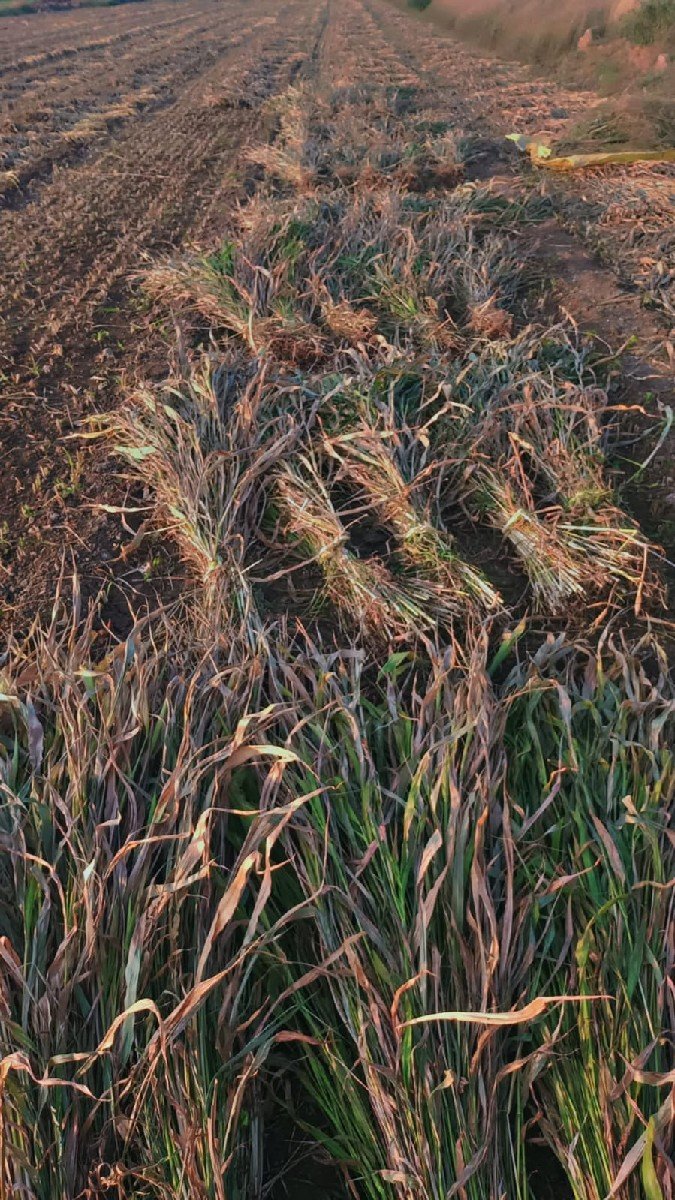 તાજી નીરણ વેચવાની છે.