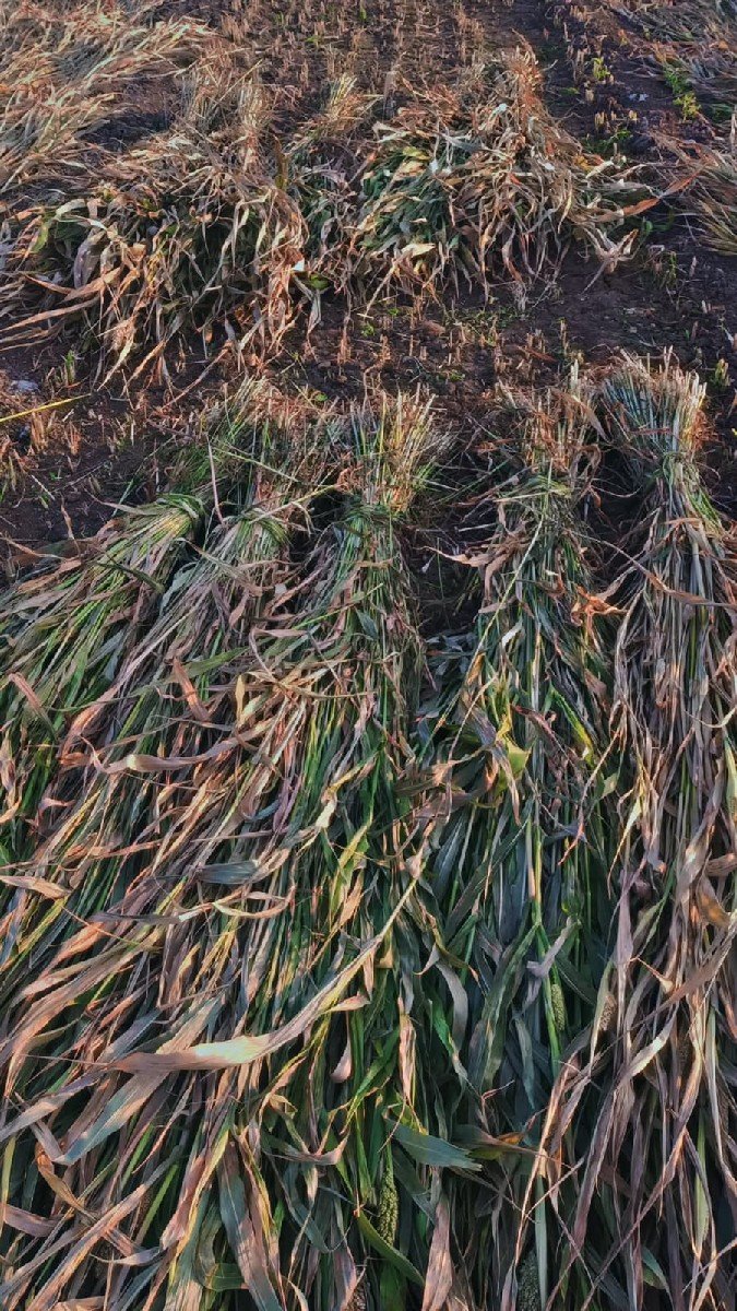 તાજી નીરણ વેચવાની છે.