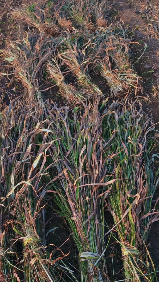 તાજી નીરણ વેચવાની છે.