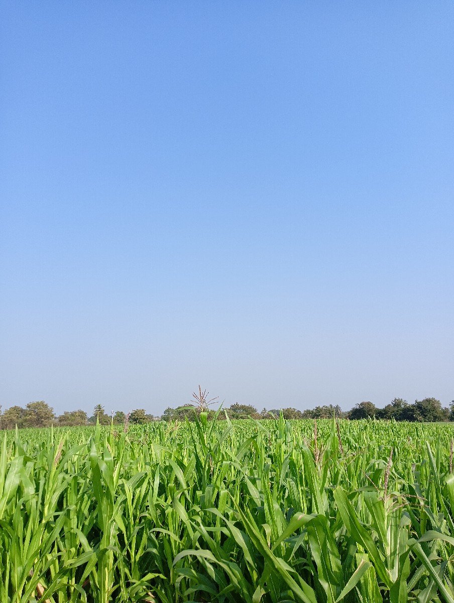 લીલું વેચવાનું છે
