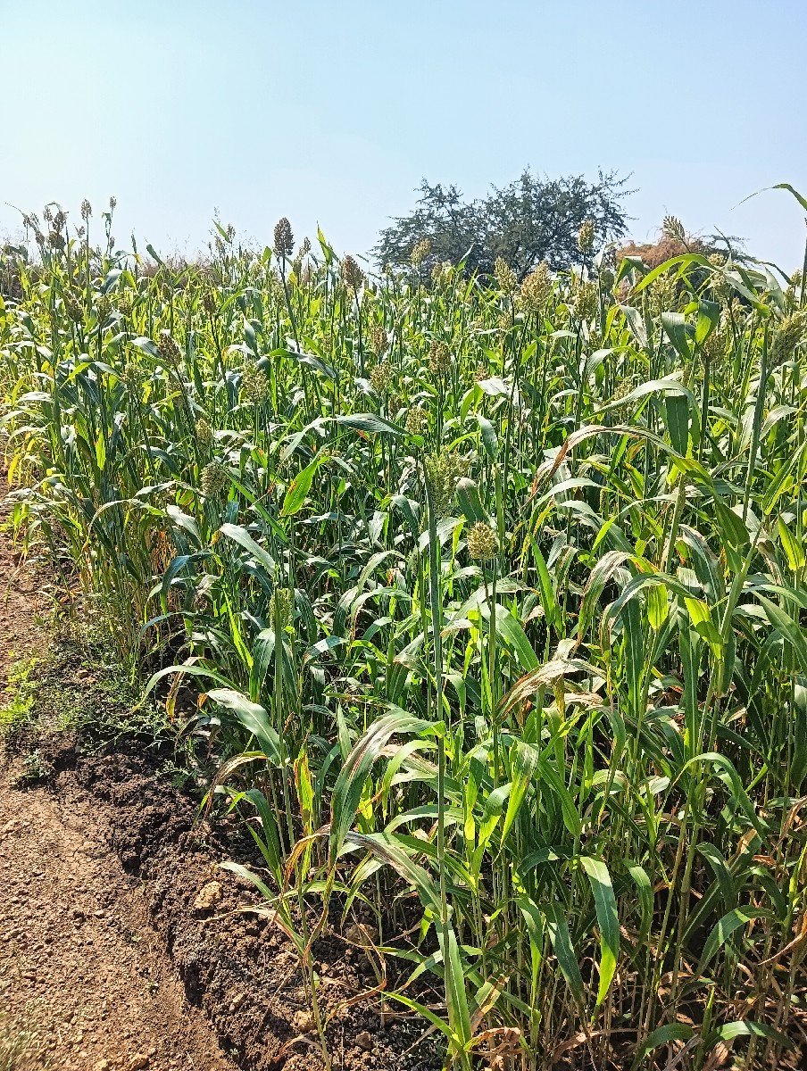 જુ વા ર નો ચા રો વે ચ વા નો છે