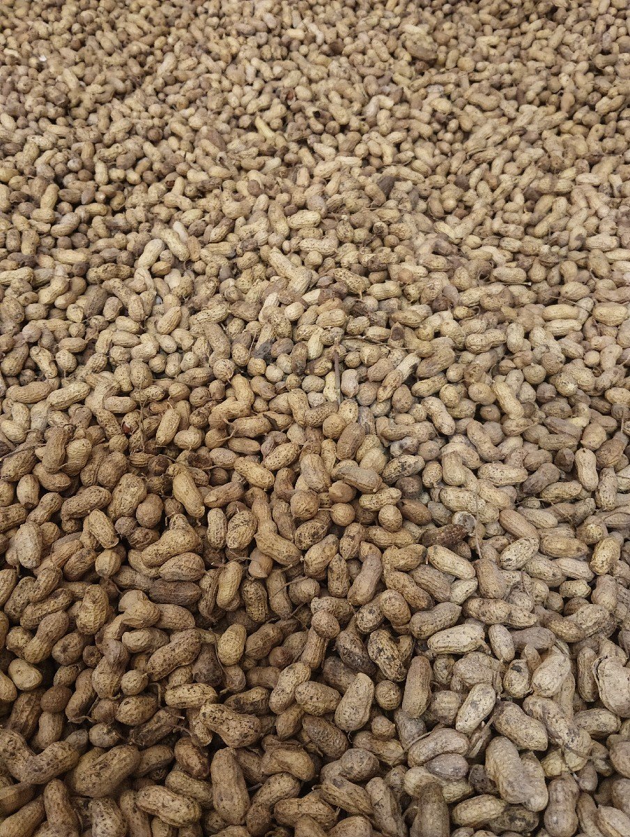 મગફળી