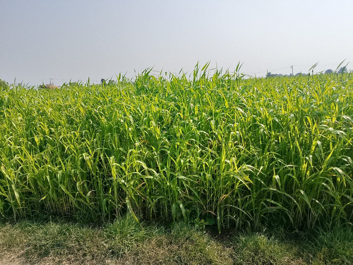 ગુધરીવેશવાનીછે
