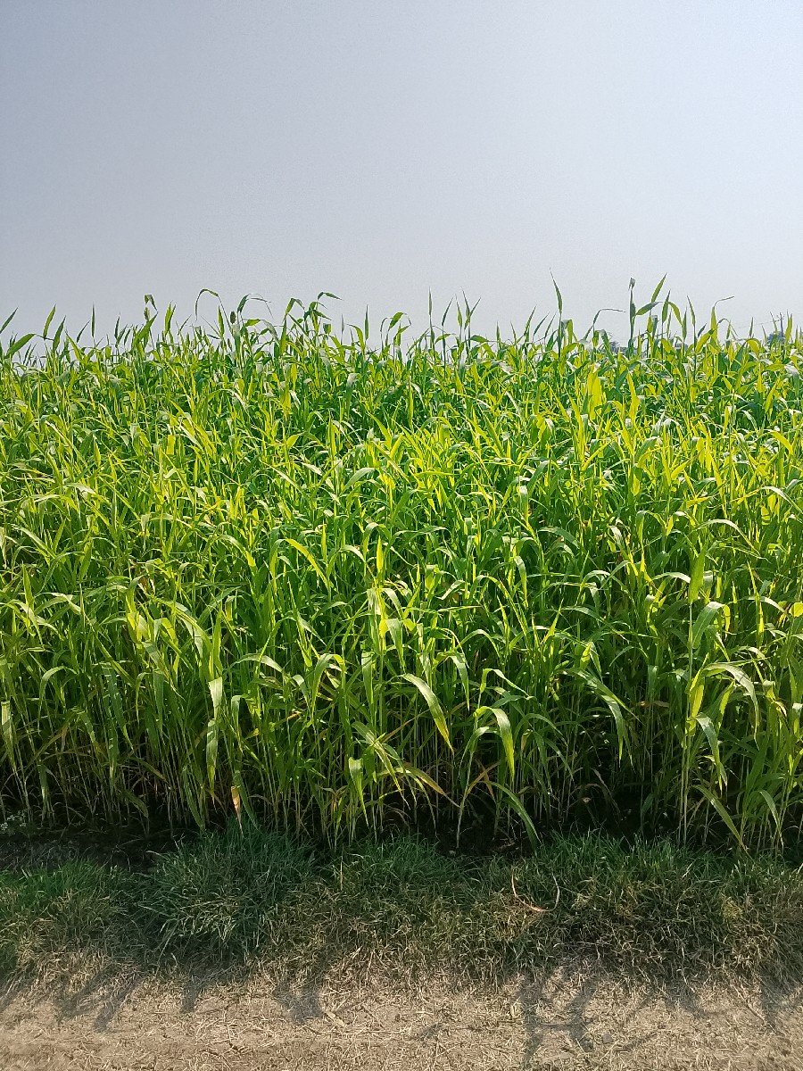 ગુધરીવેશવાનીછે