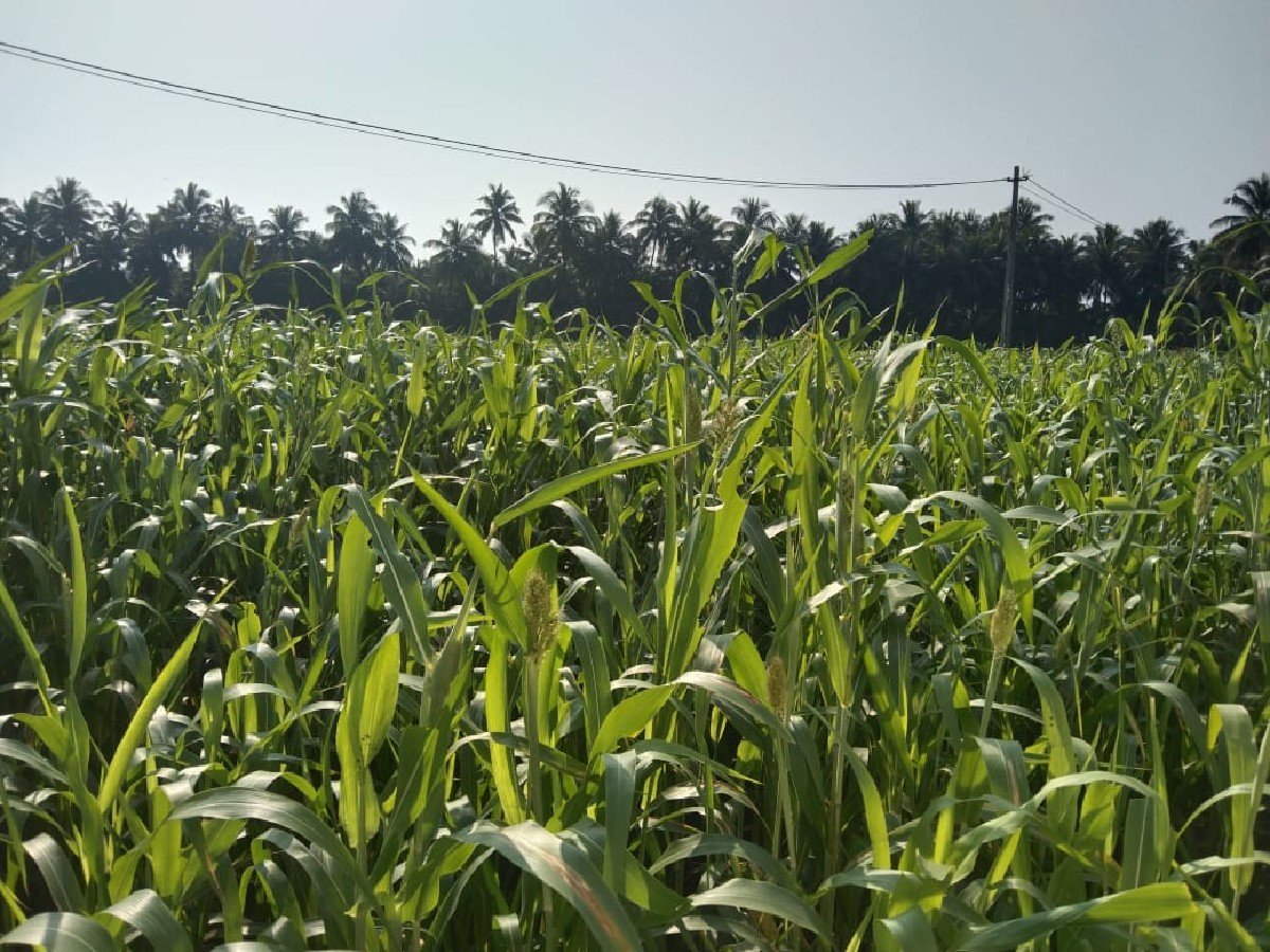 જુવાર વેચવાની છે