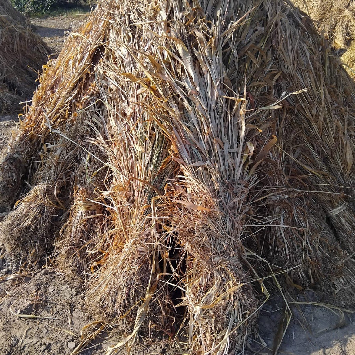 જૂવાર વેસવા ની છે