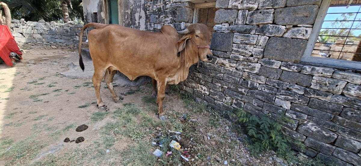 ગીર હોડકી