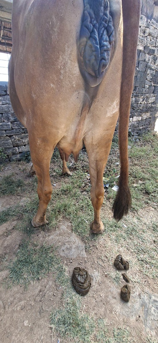 ગીર હોડકી