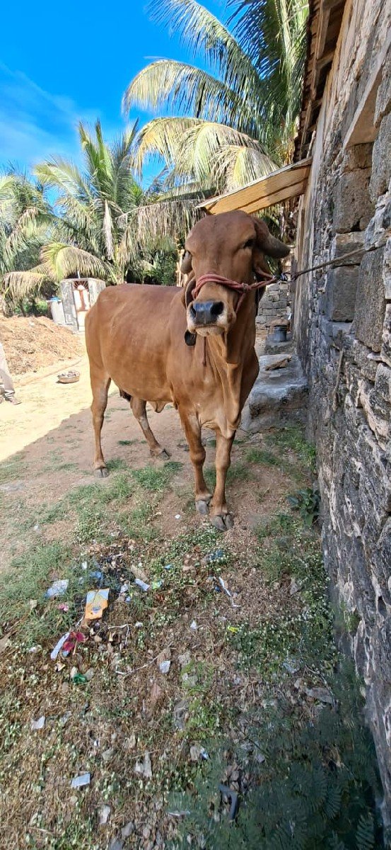 ગીર હોડકી
