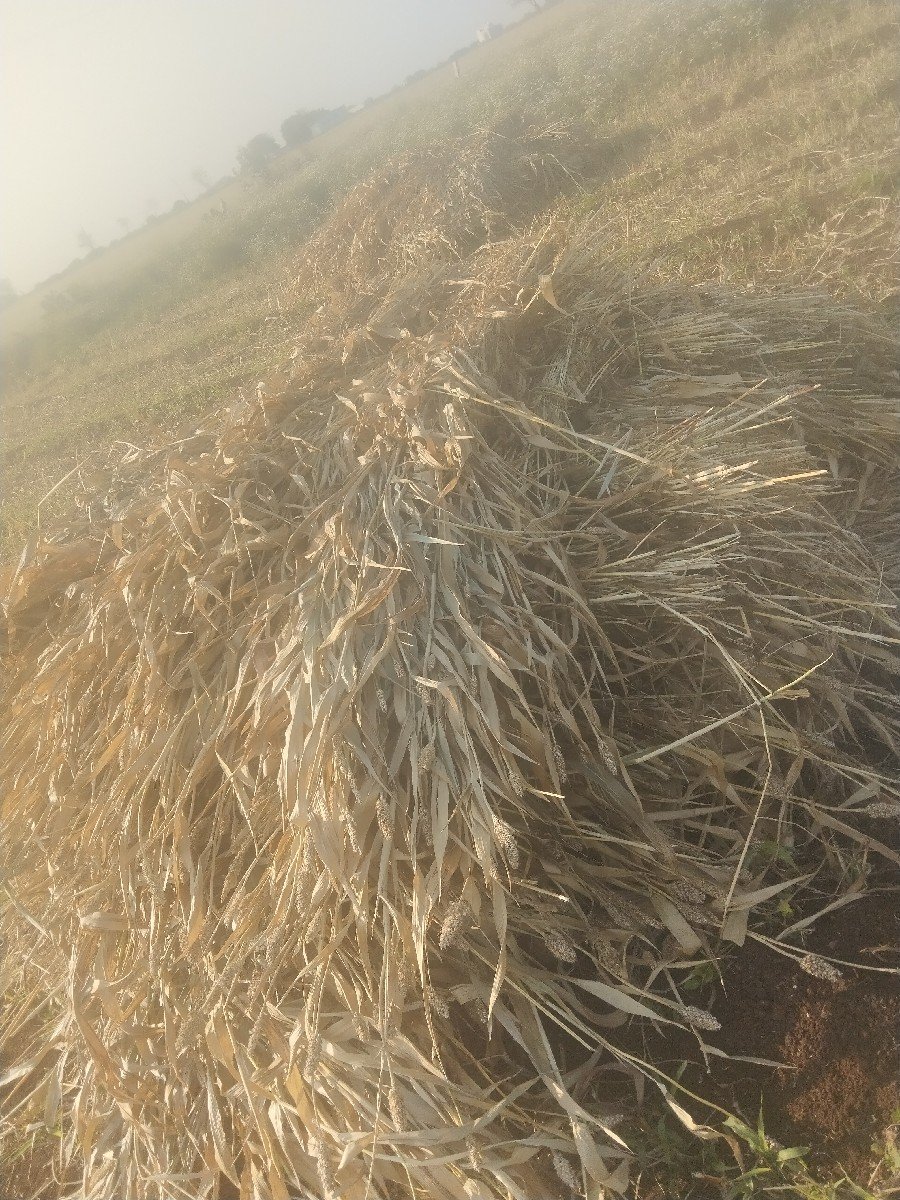 જુવાર નીરણ વેસાવની સે દાણા vari
