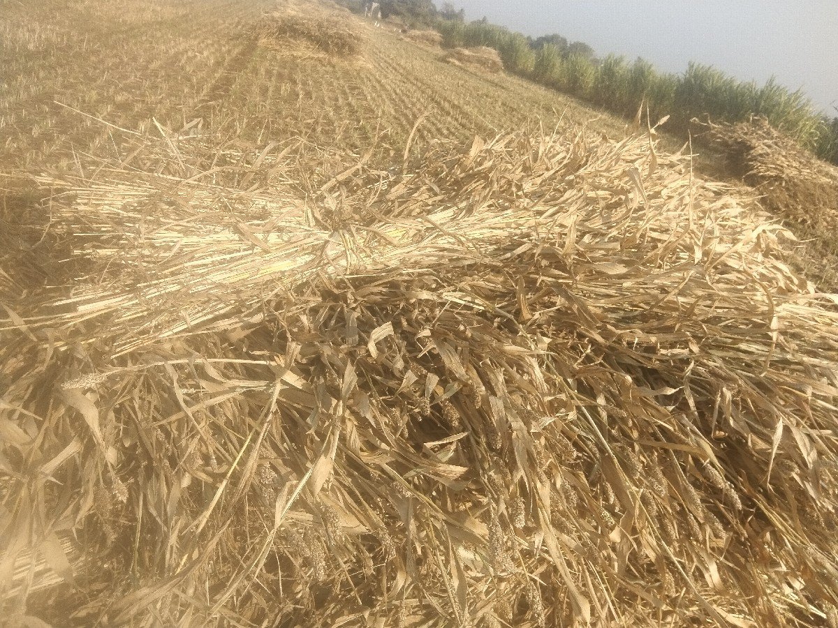 જુવાર નીરણ વેસાવની સે દાણા vari