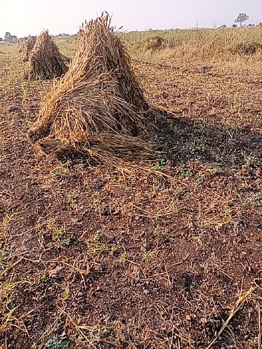 બેટેલરછે