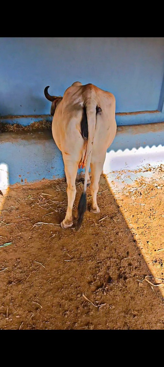 સોનેડી