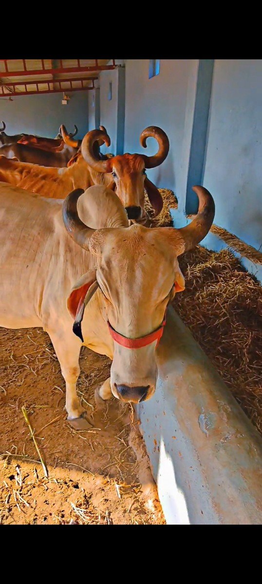 સોનેડી
