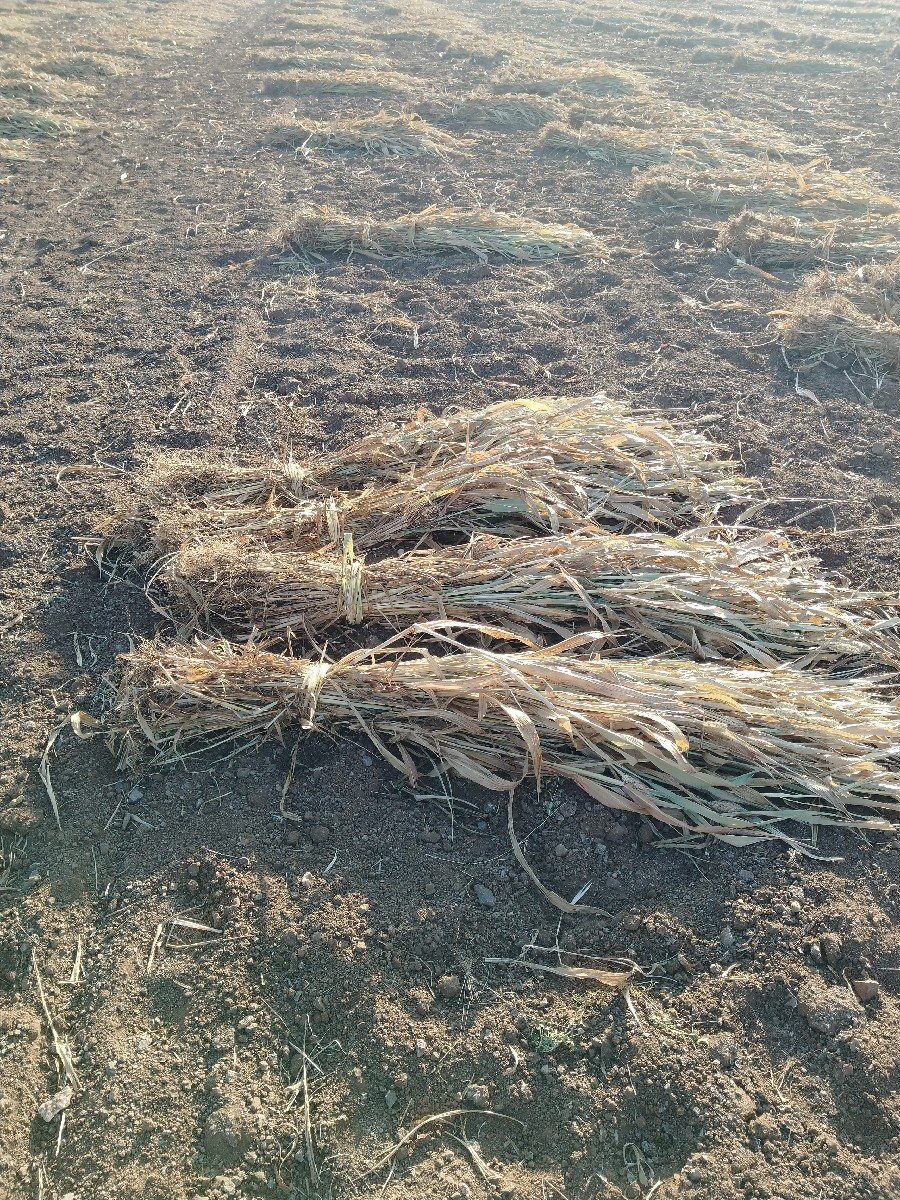 જુવાર