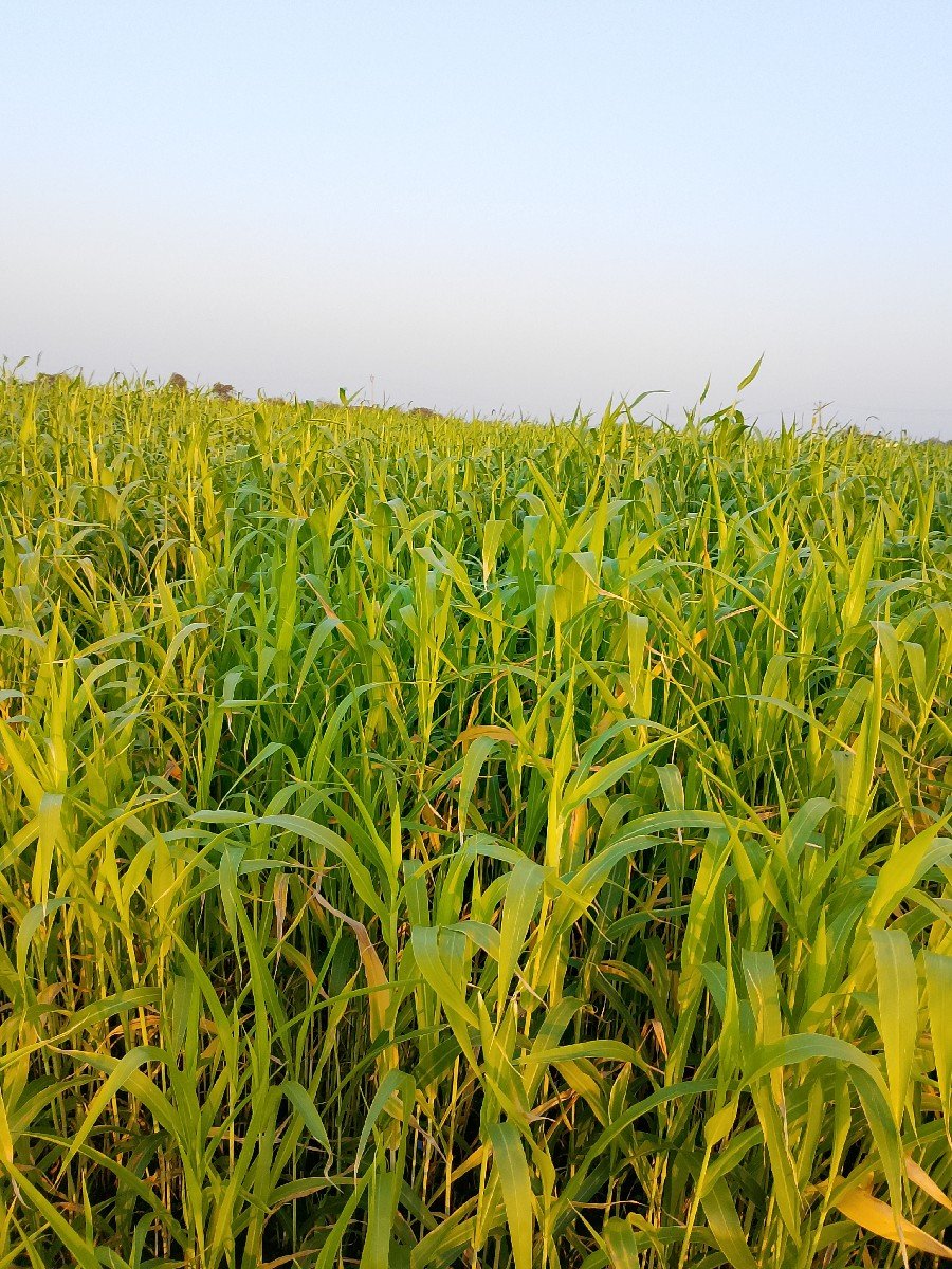 સાર (ગુઘરી) વૅચવાની છે.