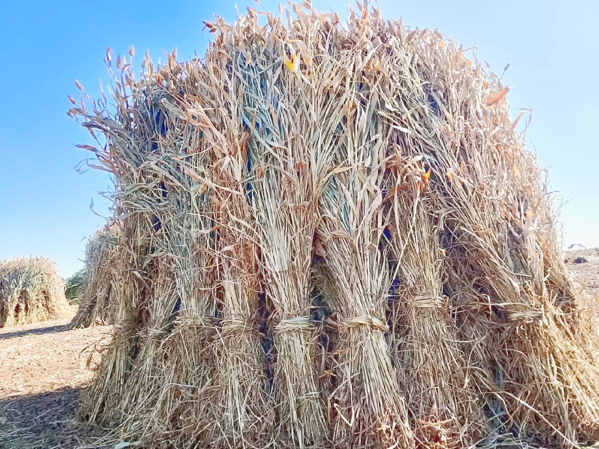 નીરણ વેચવાની છે.