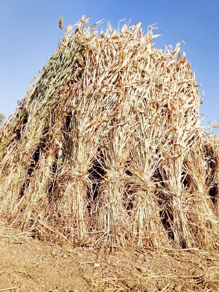 નીરણ વેચવાની છે.
