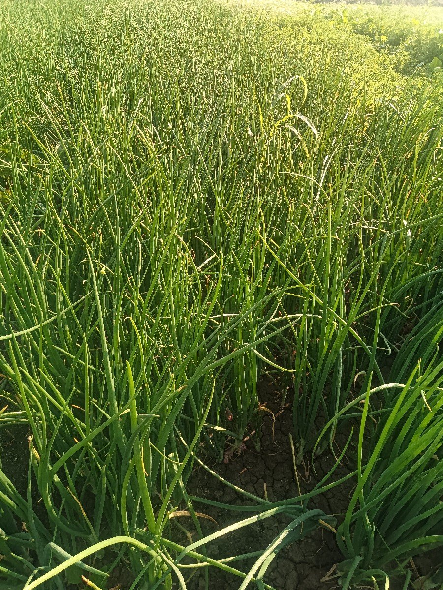 લીલી ડુંગળી વેચવા ની છે