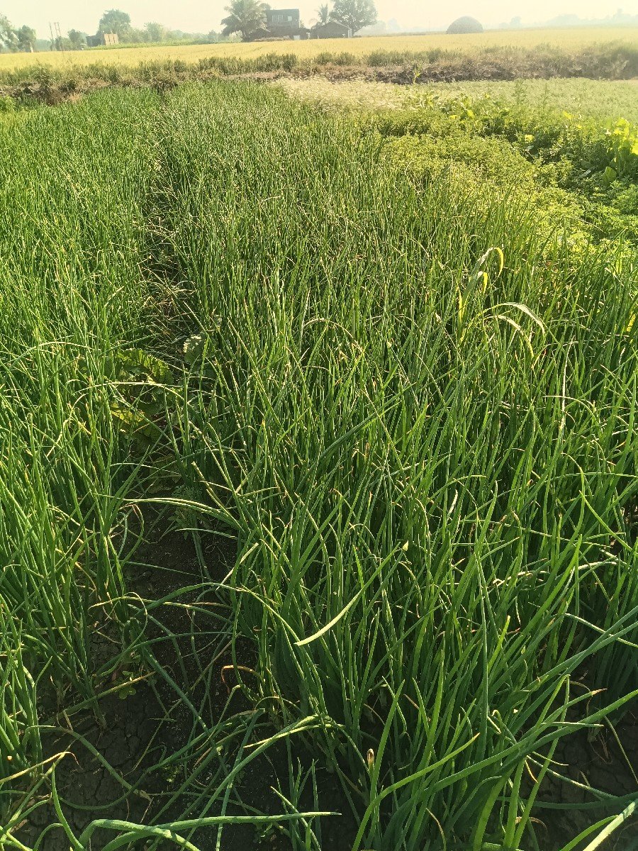 લીલી ડુંગળી વેચવા ની છે