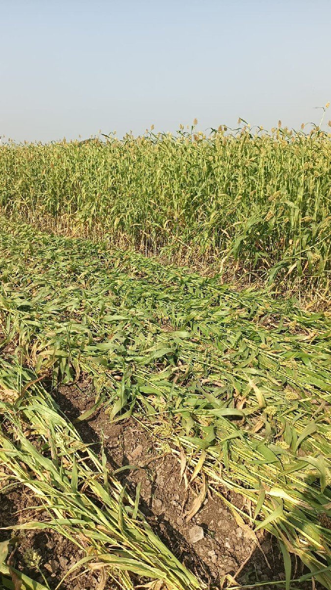 નીરણ વેચવાની છે