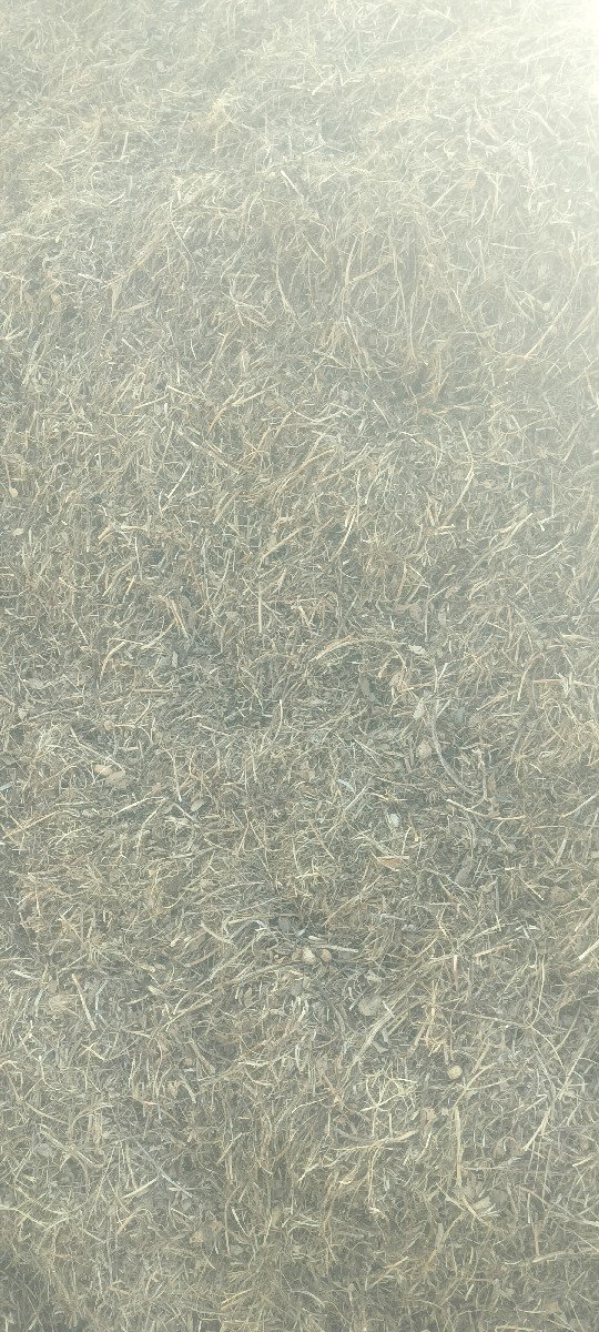 માંડવી નો ચારો,  ૫ વિધા